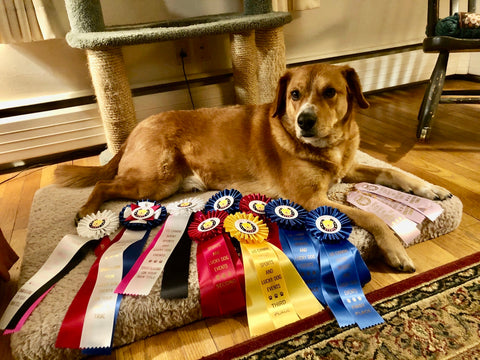 Arthur and his many ribbons from Nosework competitions