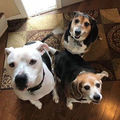 Heyden, Sophie and Maisey LOVE our peanut butter treats!