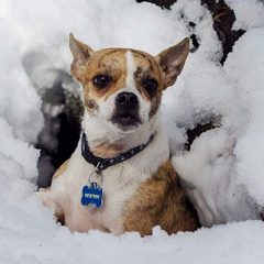 Meet Newton!  he's a Good Paws fan as well - and apparently LOVES snow!
