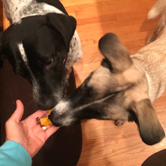 Our pups enjoy roasted acorn squash as a treat - here they are both going for a piece