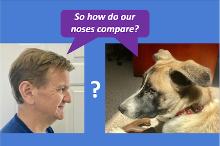 how does a dogs sense of smell compare to a human