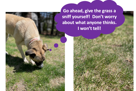 give the grass a sniff yourself to see what it smells like