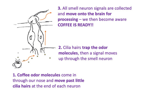 how a smell olfactory neuron works