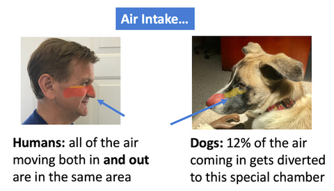 how air comes into a human's and dog's nose area