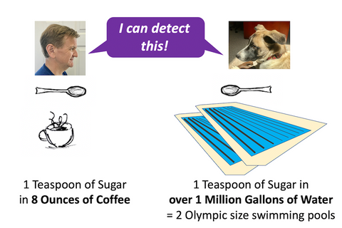 sugar detection in liquid differences between a dog and a human