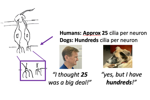 number of cilia per neuron in dogs and people