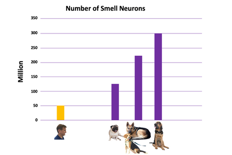 number of smell neurons in people and different dog breeds