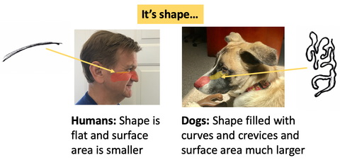 olfactory epithelium is flat in humans and filled with curves and crevices in dogs