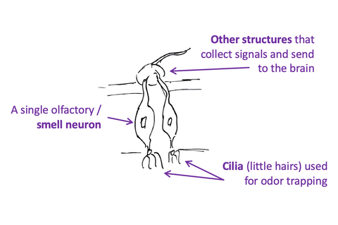 basic components of an olfactory or smell neuron