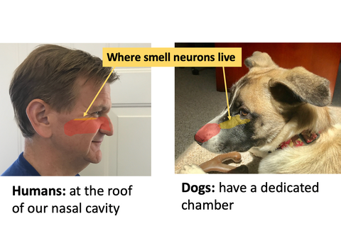 where olfactory neurons live in both humans and dogs