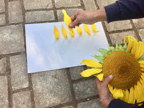 How To Press Sunflowers A Step By Step Guide Pressed Wishes