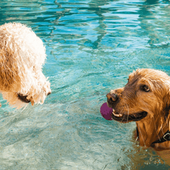 Goldendoodle and Golden Retriever playing in the water