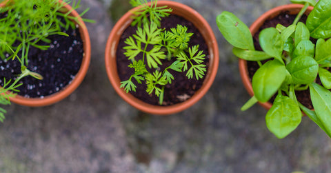 potted plants