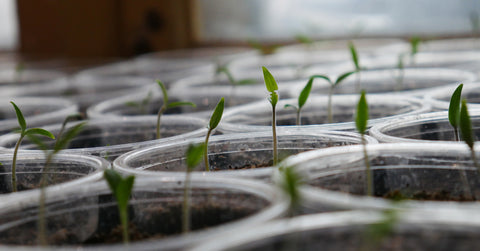 plant seedlings