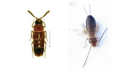 rove bug and earwig side by side
