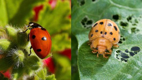 ladybug and mexican beetle side by side on a leaf