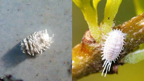 mealy bug and mealybug destroyer side by side