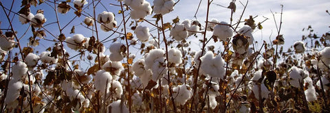 Organic Cotton  Narasocks – NARASOCKS