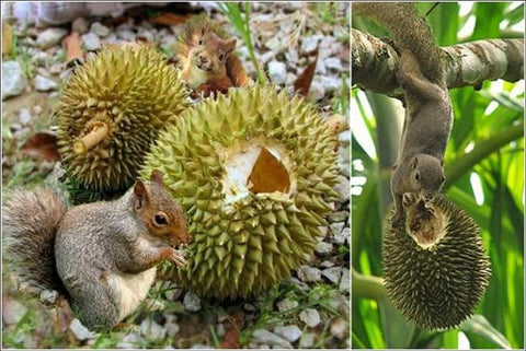 Squirrels Know How To Pick The Good Durians? – Durians.com