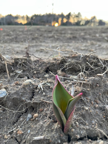 first tulips are up