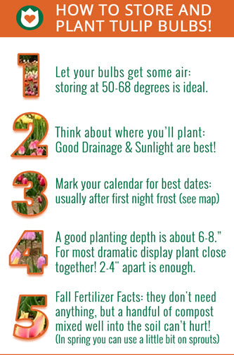 Infographic - How to Plant Tulips