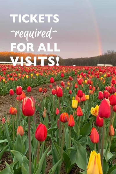 Wicked Tulips U-Pick Tickets – Wicked Tulips Flower Farm