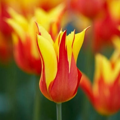 Big Smile Tulip - 25 per bag – Wicked Tulips Flower Farm