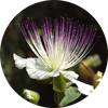 Caper Extract Ingredient