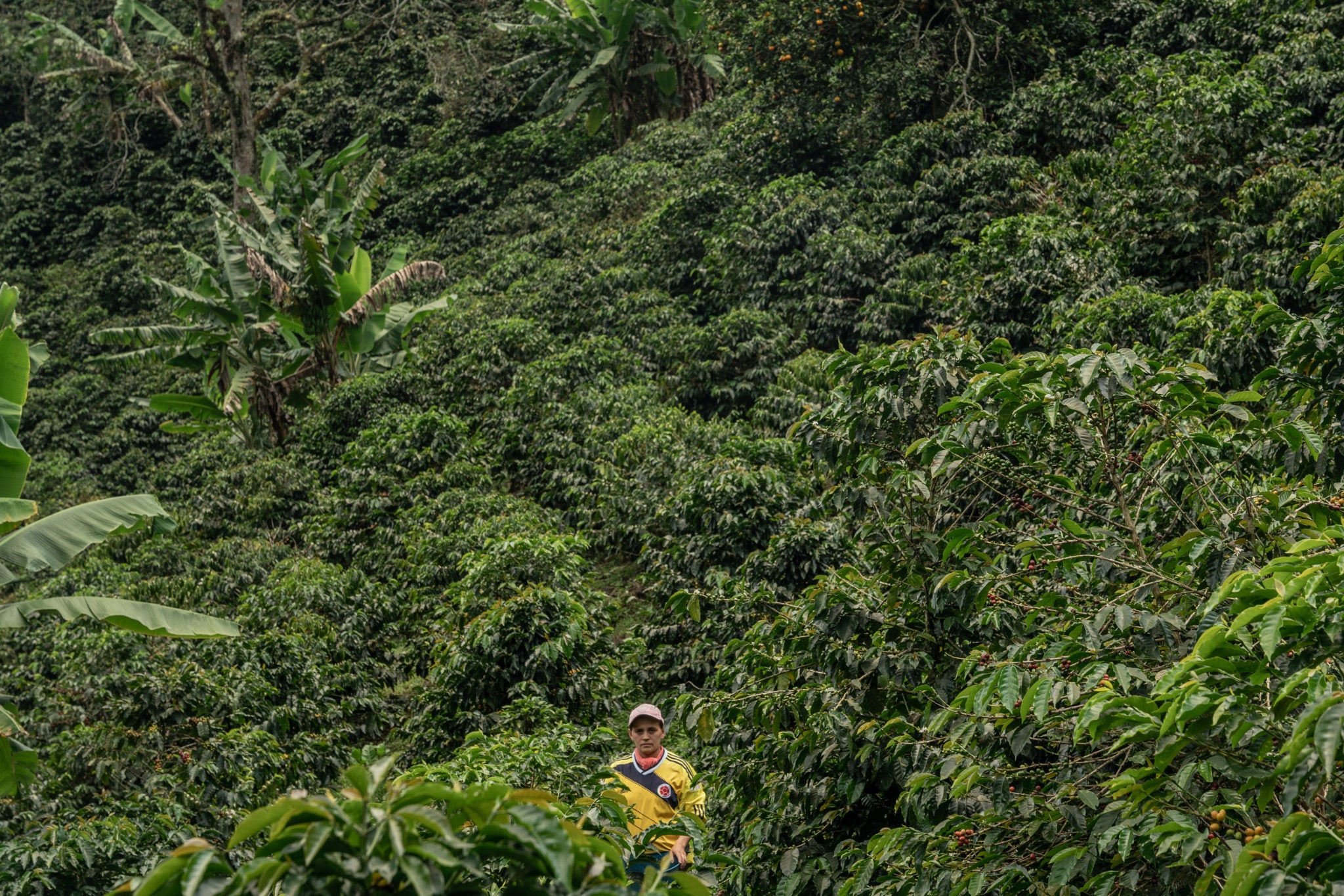 Fairtrade Canada café plantation producteur