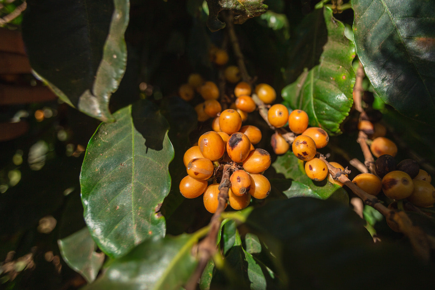 Brésil Santa Ines Café