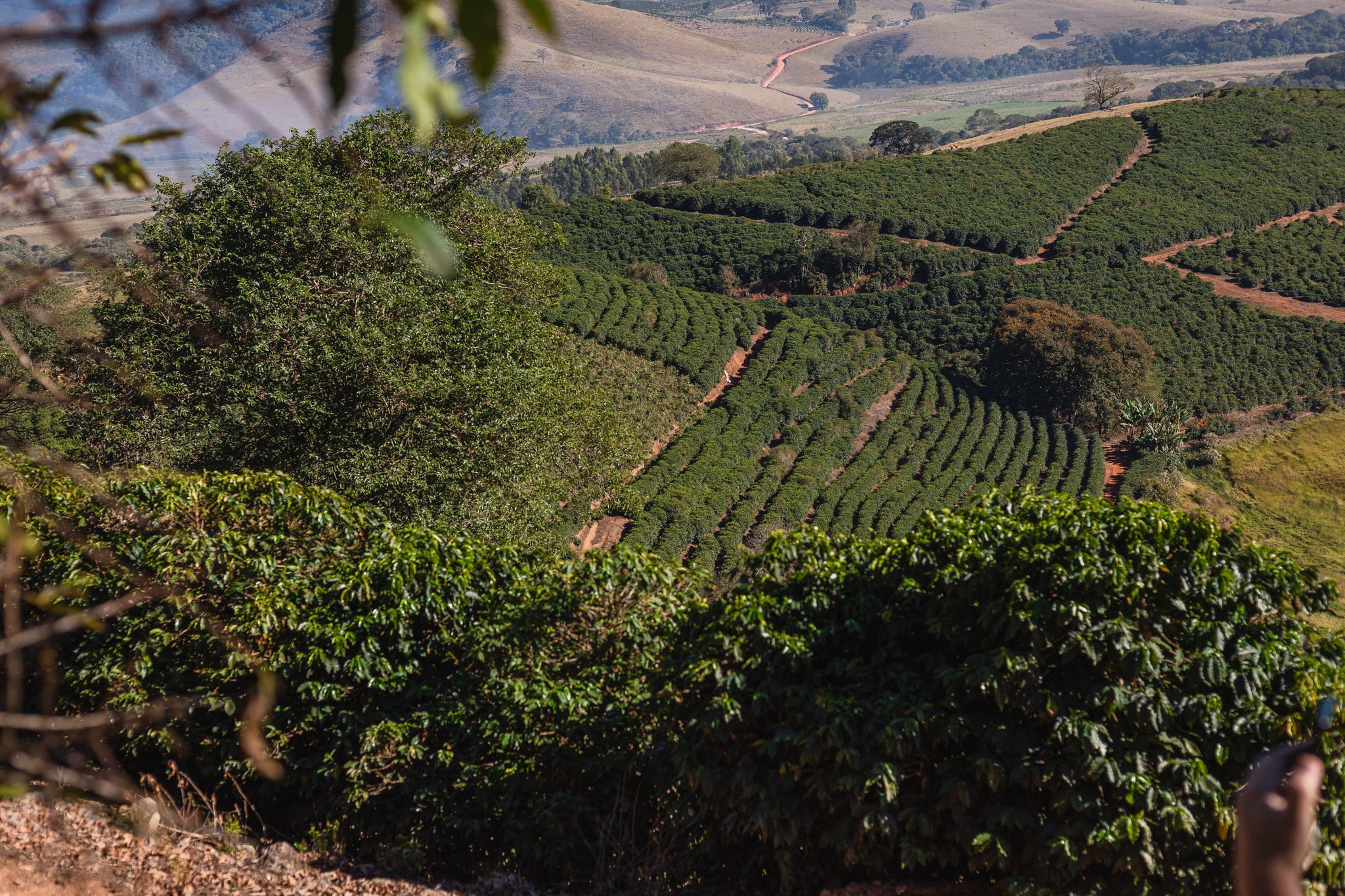 Brésil Café Plantation production paysage