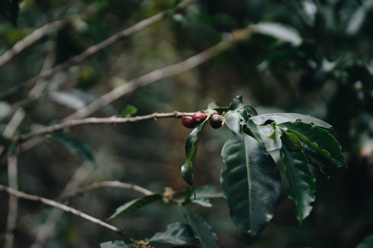 Gesha Variété Café