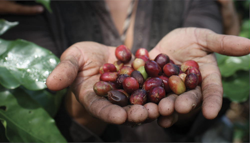 Cerises de café Fairtrade équitable