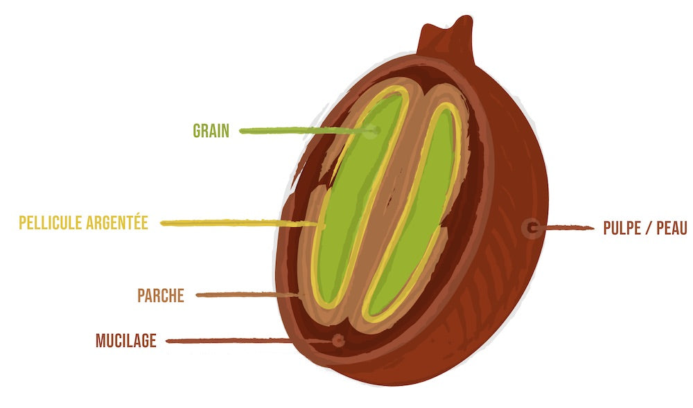 Anatomie d'une cerise de café