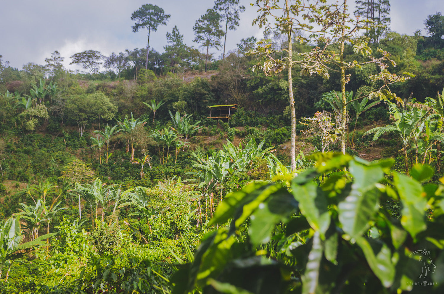 Café Honduras production plantation