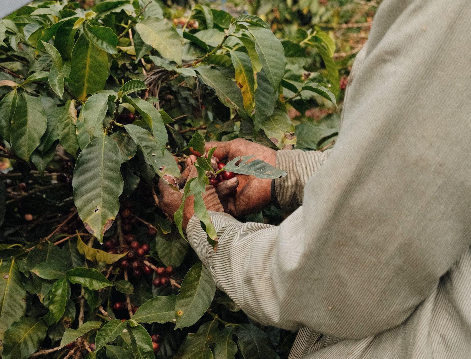 Cerises de café récolte producteurs plantation Guatemala