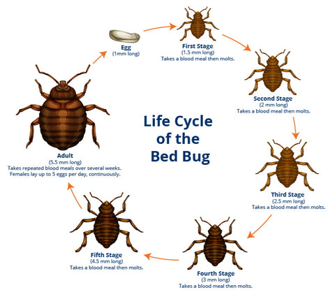 Baby Bed Bugs and The Bed Bug Life Cycle – Killer Green Bug