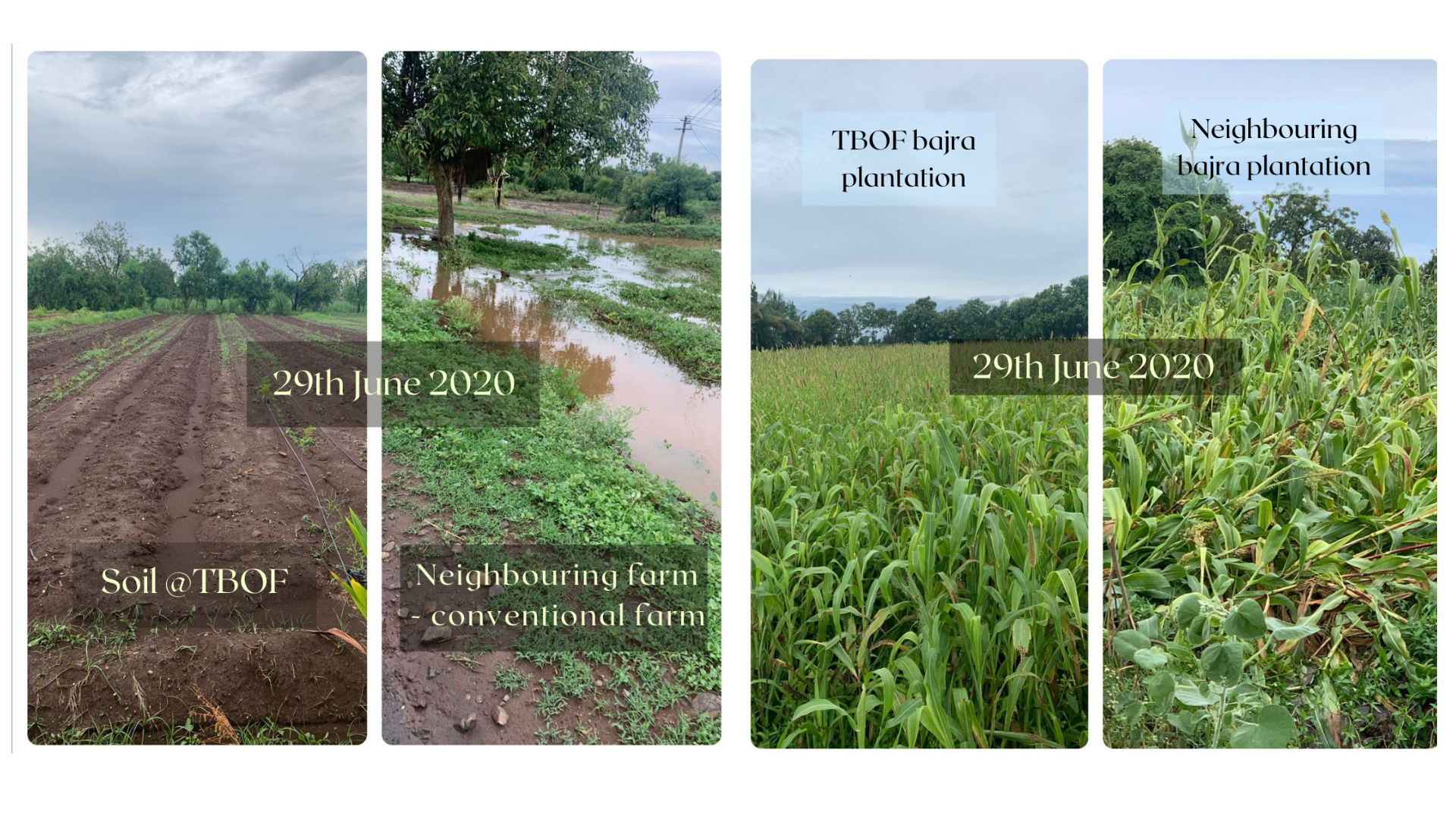 soil health, organic farming, rain water harvesting, organic farm