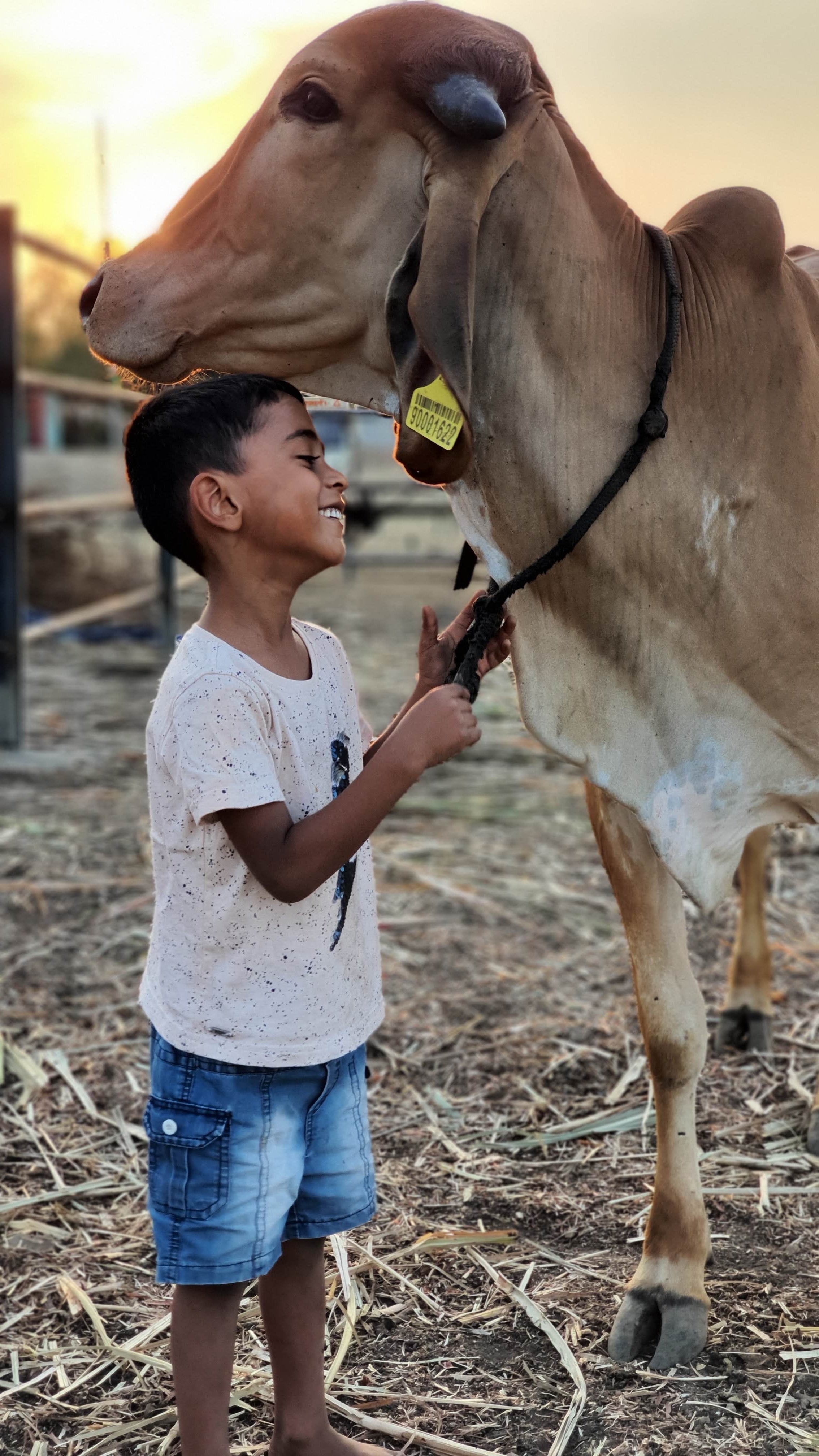 Bovine Colostrum, Colostrum, Cheek, Kharvas, Integrated Farming, Desi Cow based Natural farming, Rural India and the cow, Farmer and his cow, two brothers, two brothers organic farm, IGg foods, Leaky gut foods, Colostrum powder