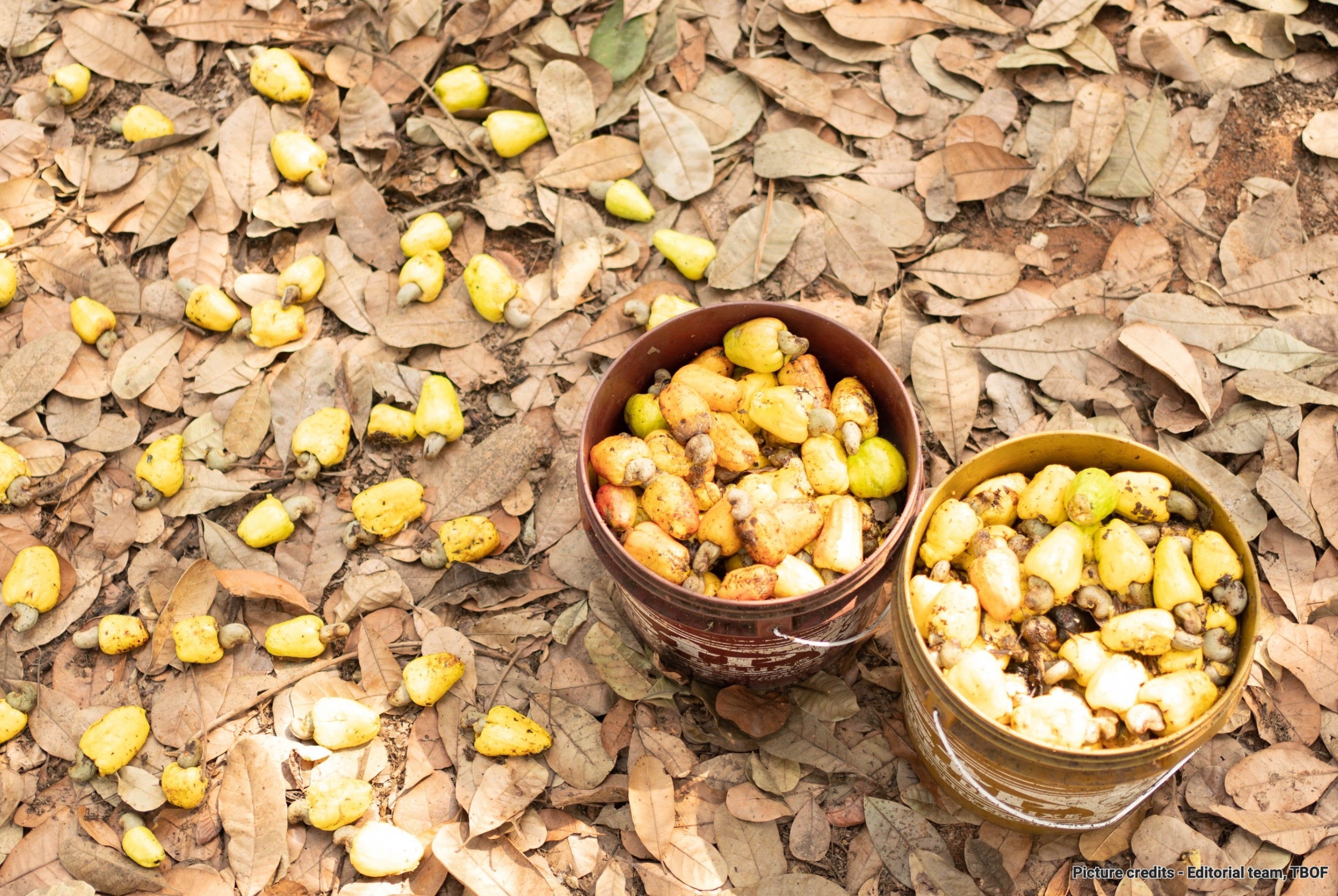 kaju badam , kaju , cashew , cashew nut , kaju price , cashew fruit , kaju price 1kg , 1kg kaju price , cashew nut price , godambi , cashew price , kaju pista , kaju fruit , cashew apples , raw cashew nuts , zantyes , roasted cashews, cashew price per kg , kaju price per kg , cashew kernels , roasted kaju , cashew 1kg , Two Brothers Organic Farms