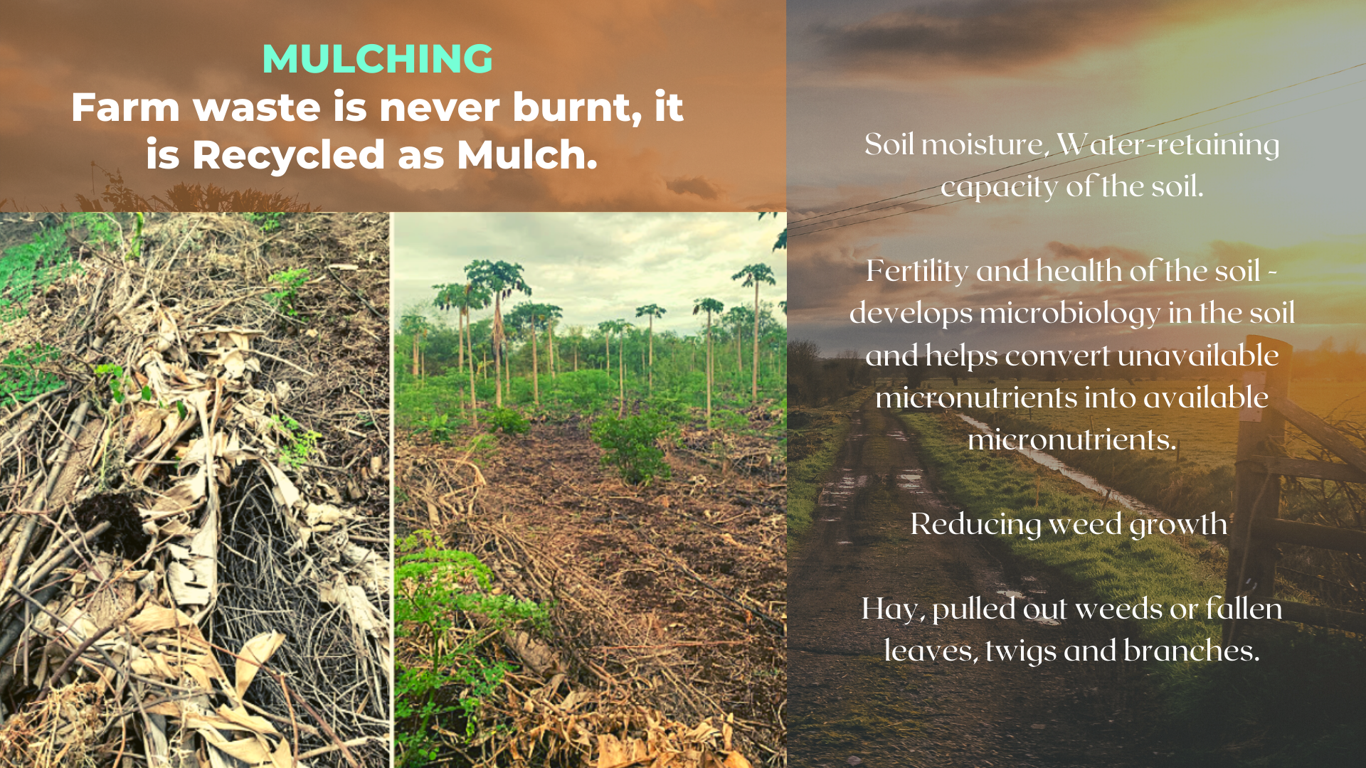 mulching, Organic farming, regenerative agriculture, natural farming, soil health, carbon positive business, 