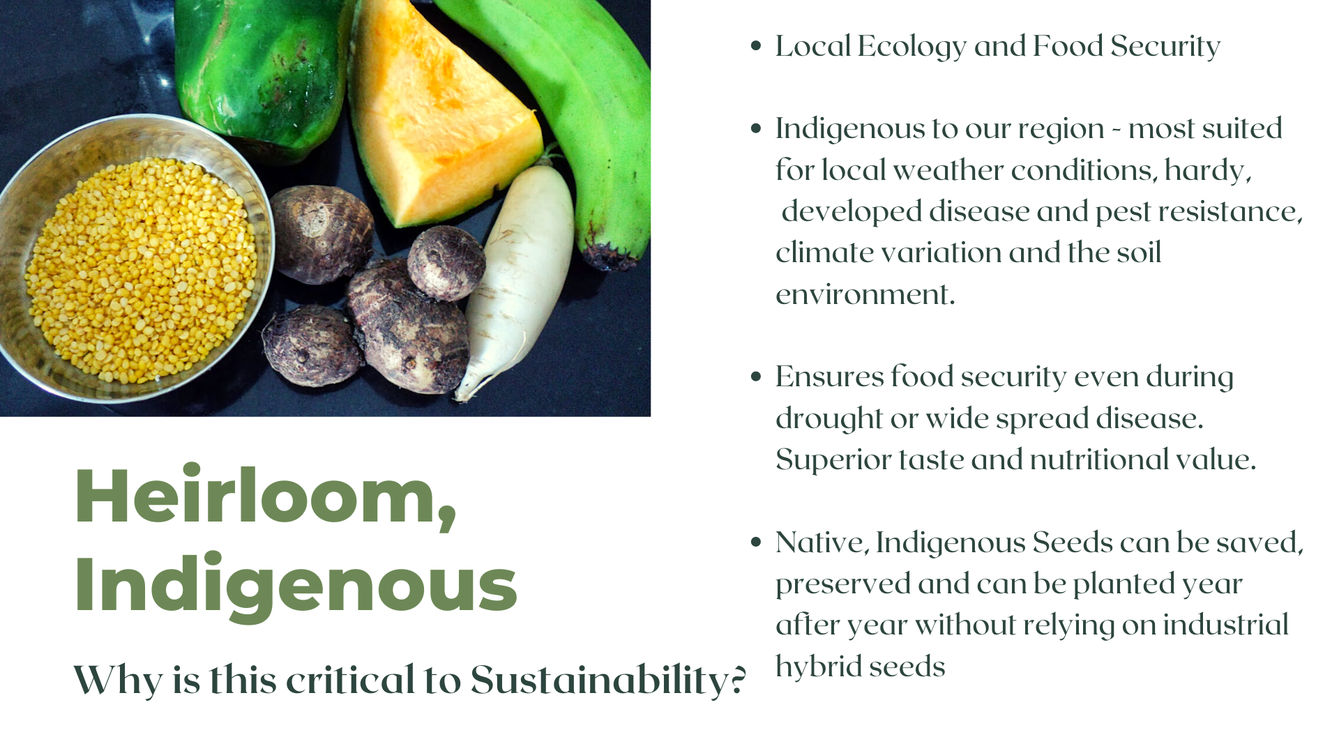 Heirloom, Indigenous Crops, Carbon positive business, Two Brothers Organic Farms 