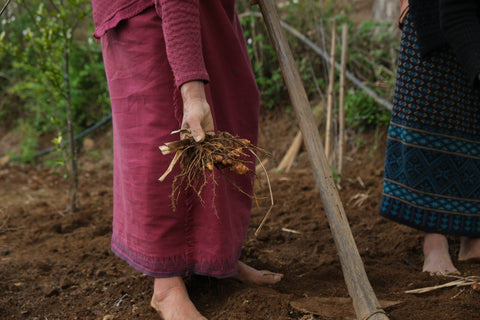 extracted Lakadong turmeric rhizomes from the ground