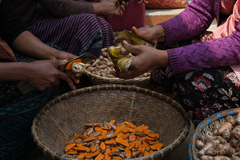 Slicing of Lakadong Turmeric 