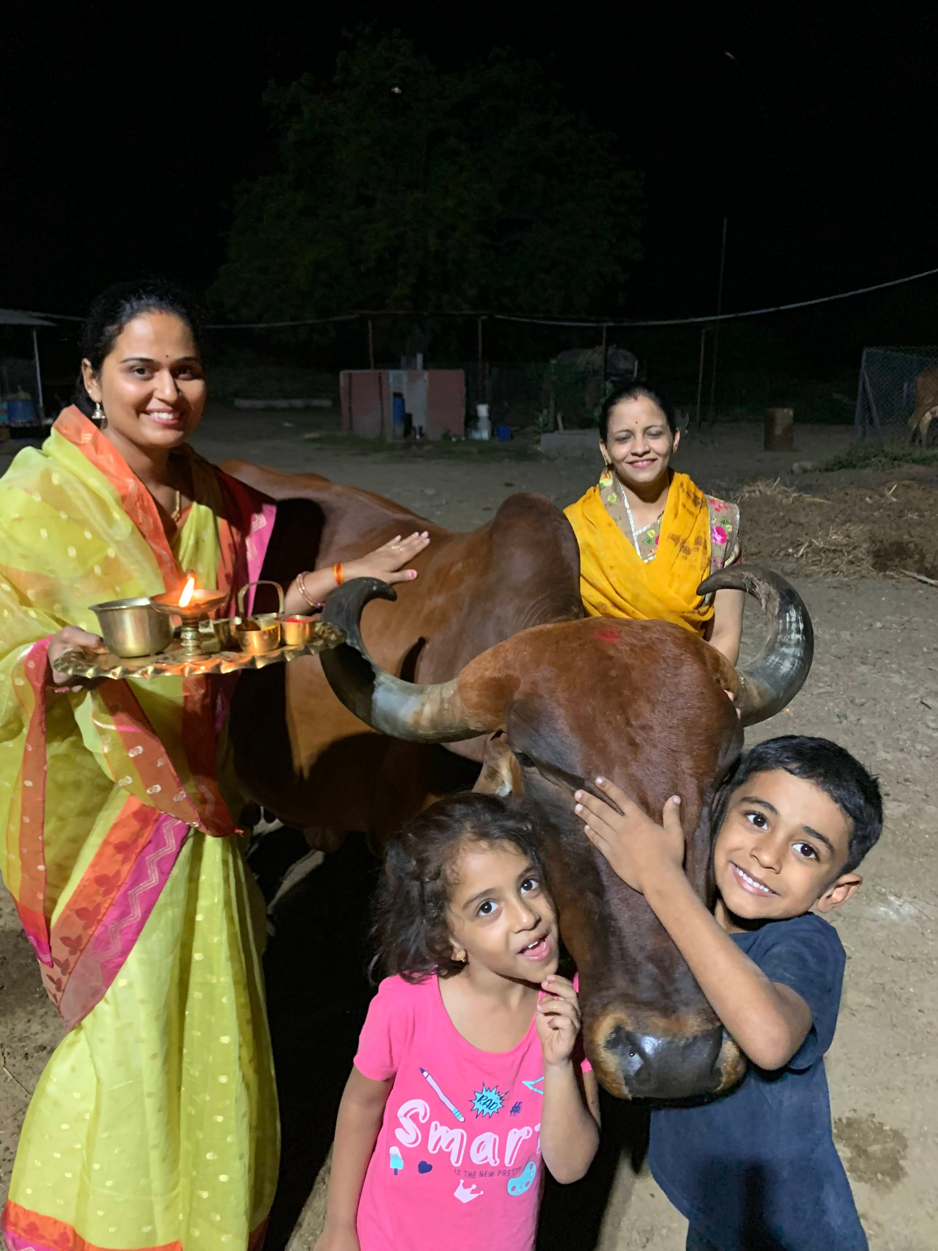 Desi Cow, Gir Cow, Full Moon Ghee, Cultured Ghee, Two Brothers Organic Farms