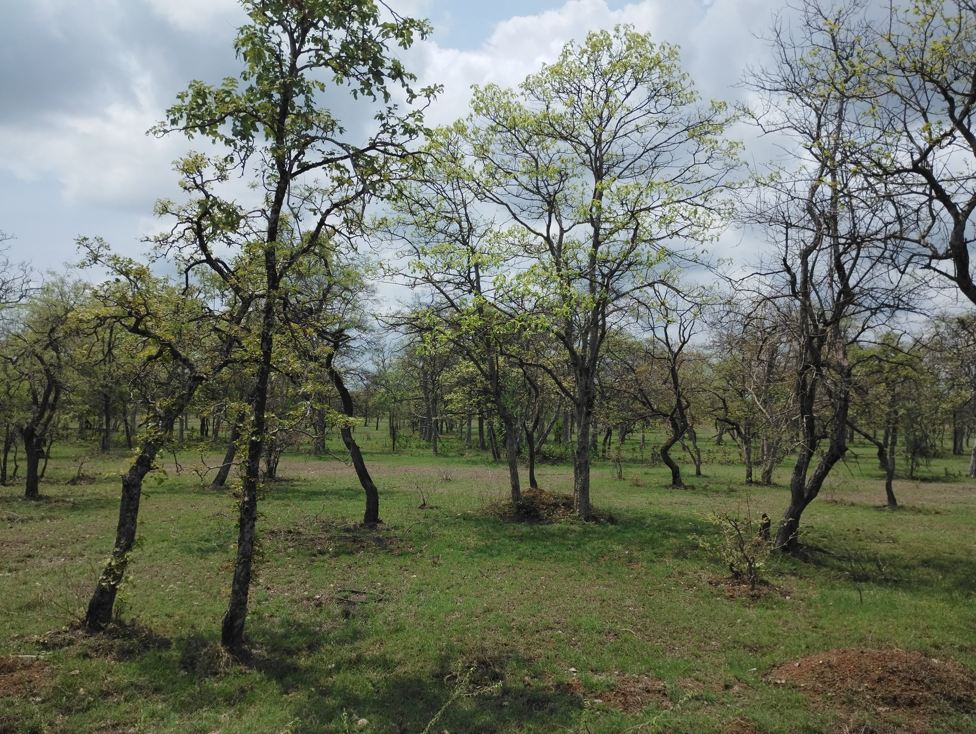 Mahua, mahua tree , mahuwa , mahua flower , madhuca , iluppai , iluppai tree , illipai tree, mahua tree , mahua ka tree , mahua gach , vippa flower , mahula flower , mahua seed oil , mahua seed oil price , mahua seed cake 