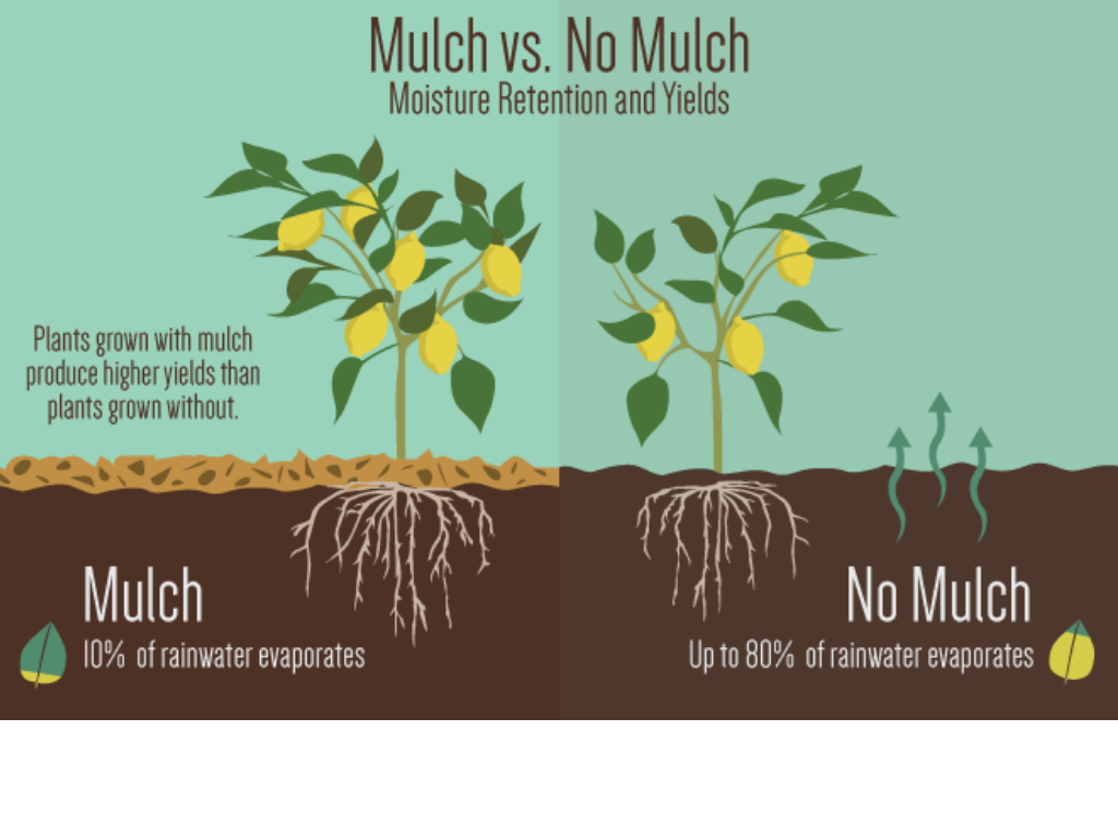 mulching, tropical deciduous forest, smart farming, forest resources, sustainable farming, urban agriculture, indian council of agricultural research, agri food, modern farming, Ancient farming, save the soil, safe environment, love for nature