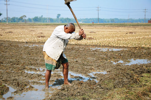 organic farming, organic farming in india, organic agriculture, natural farming, two brothers organic farms, organic food