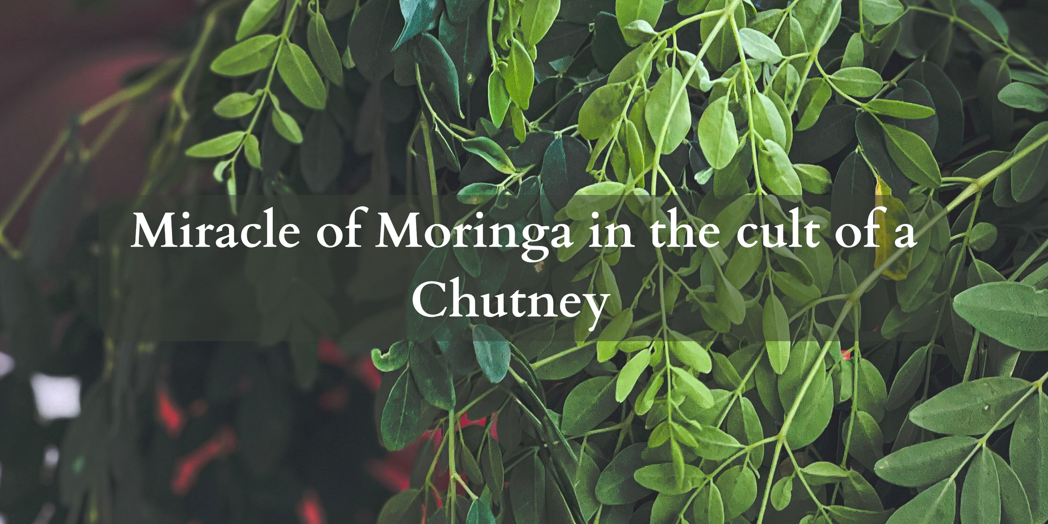 moringa , moringa oleifera , moringa leaves , moring powder , drumstick leaves , moring tree , sahjan , moringa in hindi , gond moringa , moringa plant , drumstick tree , moringa plant , moringa leaf powder , moringa capsule , druumstick plant , sahjan tree , moringa tablets, moringa leaves in hindi , moringa flower , moringa in marathi , moringa powder for weight loss , moringa powder price , drumstick powder , is moringa , moringa leaves in telugu , moringa , moringa oleifera , moringa leaves , moring powder , drumstick leaves , moring tree , sahjan , moringa in hindi , gond moringa , moringa plant , drumstick tree , moringa plant , moringa leaf powder , moringa capsule , druumstick plant , sahjan tree , moringa tablets, moringa leaves in hindi , moringa flower , moringa in marathi , moringa powder for weight loss , moringa powder price , drumstick powder , is moringa , moringa leaves in telugu