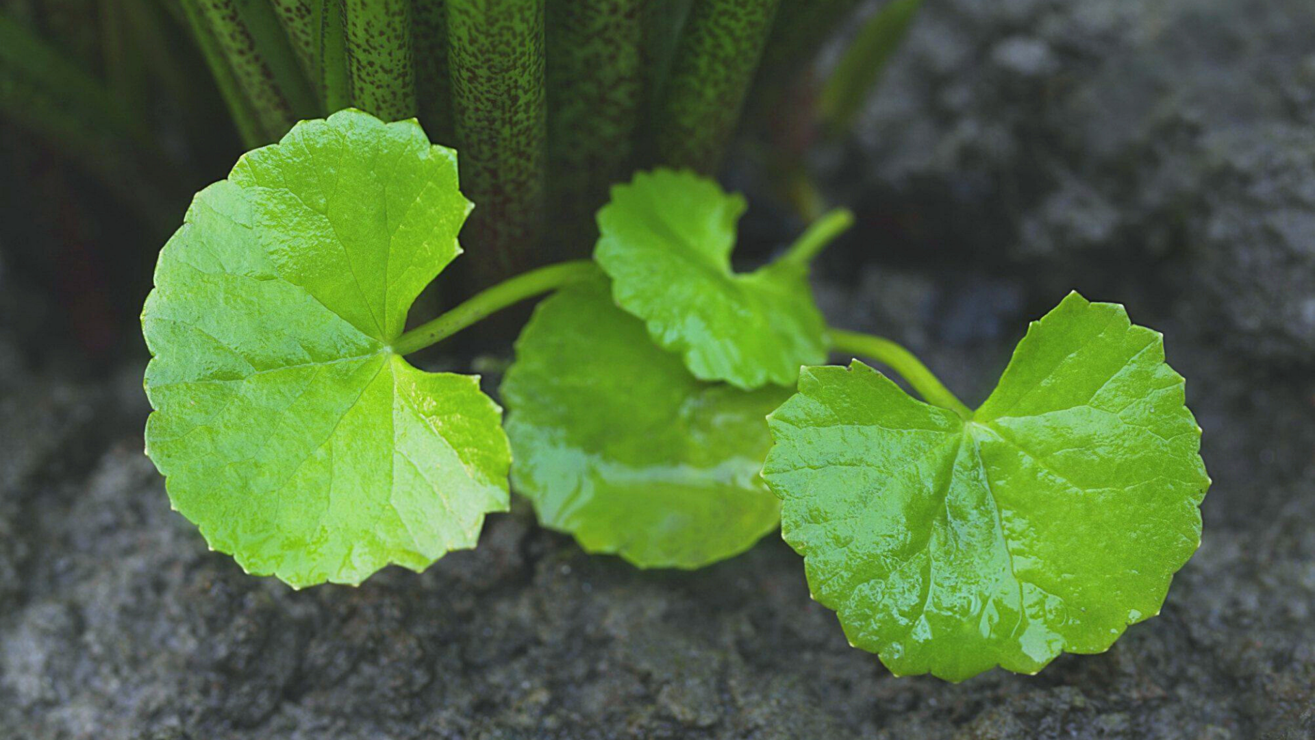 Brahmi, Brain Booster, Brain Tonic, Brahmi Ghee, Herbs of India, Medicinal Herbs, Herbal Ghrita, Herbal Ghee, Herbs in Medicine